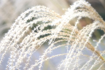 Miscanthus sinensis - Japanese Susuki -