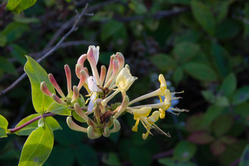 Wild flowers in Garden