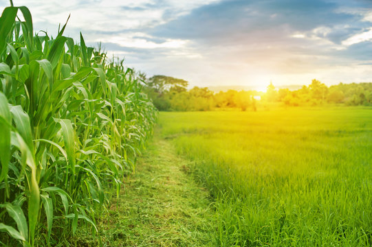 Pictures of corn fields and rice fields in the morning