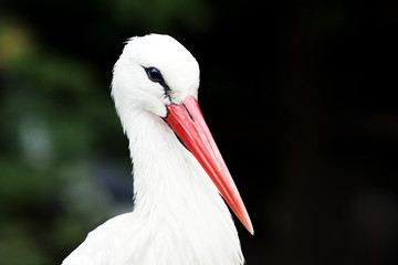 Portrait of a White Stork