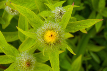 Wild flowers in Garden