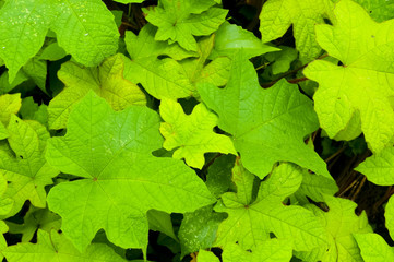 Green Leaf Background 