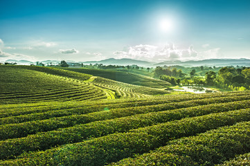 Beautiful landscape view of choui fong tea plantation with sunset at Maejan , tourist attraction at Chiangrai province in thailand - obrazy, fototapety, plakaty