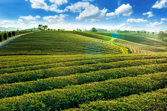 Beautiful landscape view of choui fong tea plantation with sunset at Maejan , tourist attraction at Chiangrai province in thailand