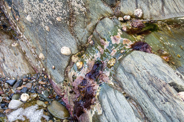 Seaweed on the Shoreline