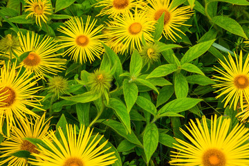 Flea Bane flowers in bloom