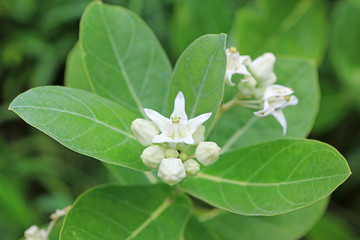 Close up of Crown flower. Calotropis or Dok rak (flower of love in Thai)