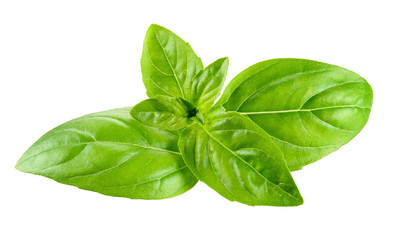 Basil isolated on white background