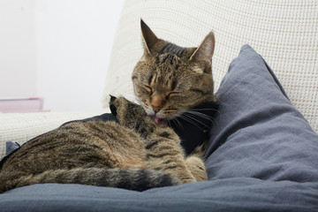 european cat grooming on sofa