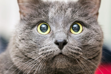 Naklejka na ściany i meble Close-up portrait of gray cat