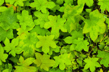 Green Leaf Background 