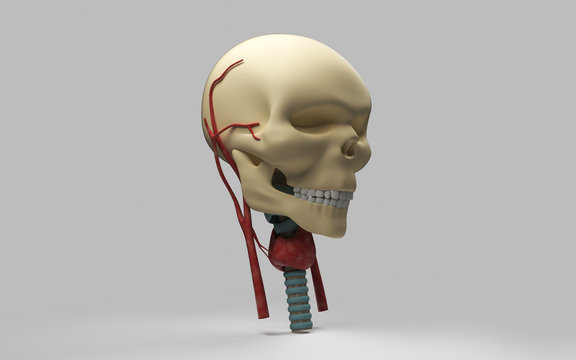 3d rendered Human skull on isolated dark background