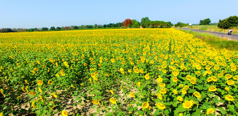 Obraz premium Aerial view of sunflowers meadow in summer season