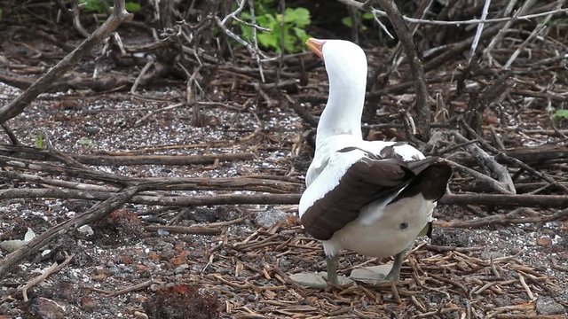 Nazca Booby on Genovesa Island, Galapagos National Park, Ecuador