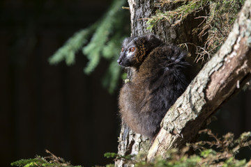 Obraz premium Red-Bellied lemur