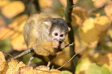 Squirrel monkey with autumn colored background