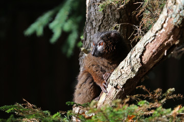 Red-Bellied lemur © Edwin Butter