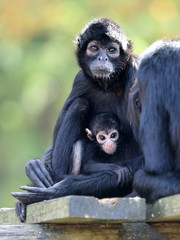 Spider monkey mother with baby