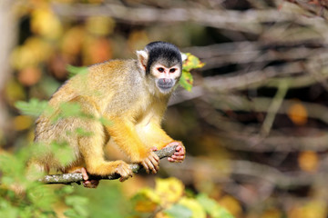 Squirrel monkey with autumn colored background