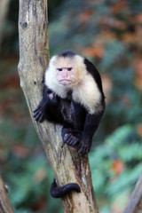 Capuchin monkey