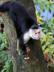 Capuchin monkey