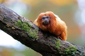 Golden lion tamarin