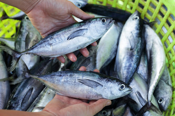 hands showing fresh fish