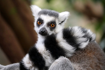 Ring tailed lemur © Edwin Butter