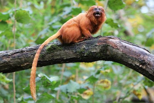 Golden lion tamarin