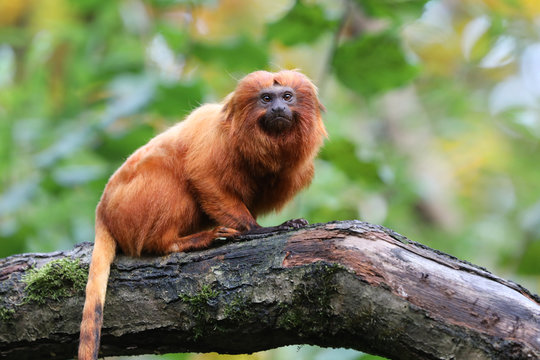Golden lion tamarin