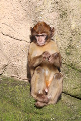 Barbary macaque