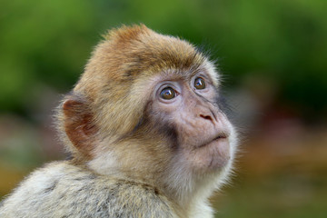 Naklejka premium Barbary macaque