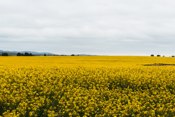 Fototapeta premium Canola field blooming in yellow.