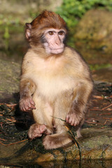 Barbary macaque