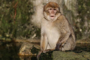 Barbary macaque