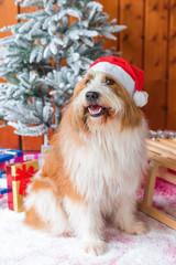 cute elo dog in front of christmas decoration