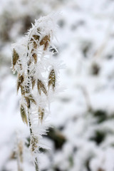 Frozen oat plant covered with ice crystals