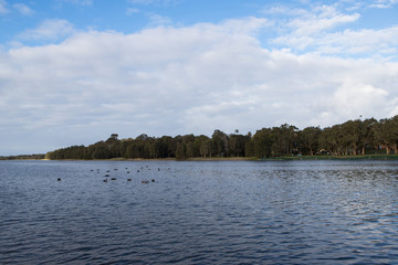 Water, tree, and cloudy sky view during the day.