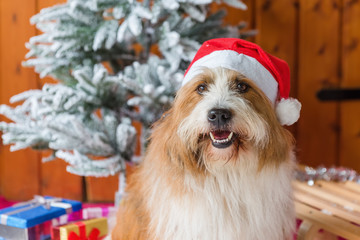 cute elo dog in front of christmas decoration