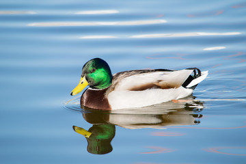 Obraz premium a beautiful duck swimming alone in a pond in Marbella, Spain 