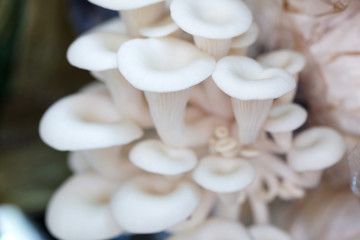 close up of white mushroom background.