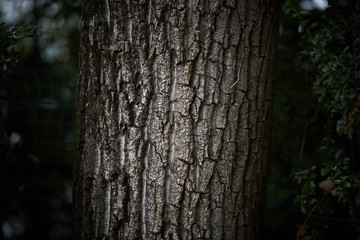 wood bark