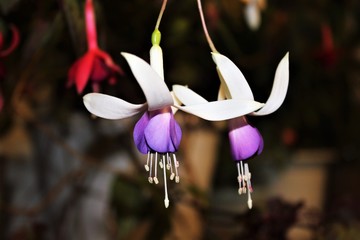 Two flowers purple and white fuchsia