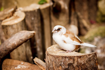 bird