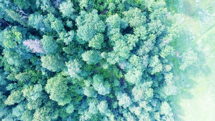 Aerial view of beautiful forest with river