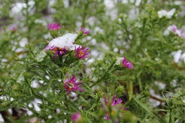 Pink flowers asters in the snow.