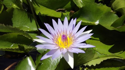 Lotus flower