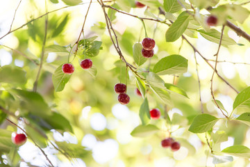 Cherry tree with ripe cherries in the garden.