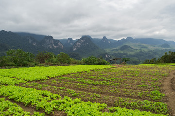 Fototapeta na wymiar Slad vegetable garden at Phachao village, Northern of laos