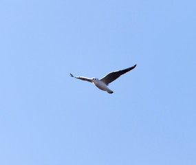 seagull in flight in the sky